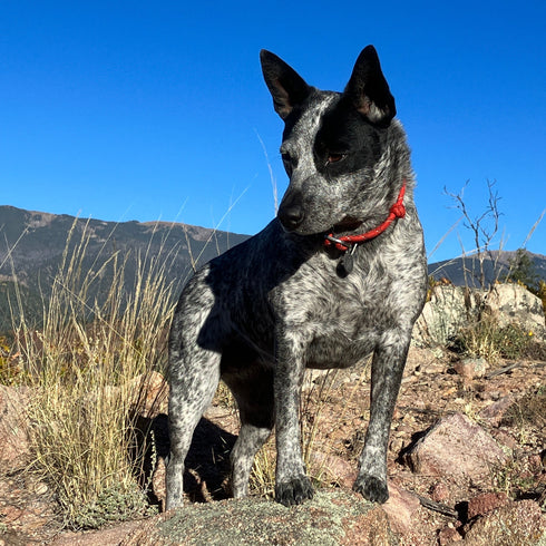 Medium Dog Paws Off Pet Mat 8 Tiles - Clips Included