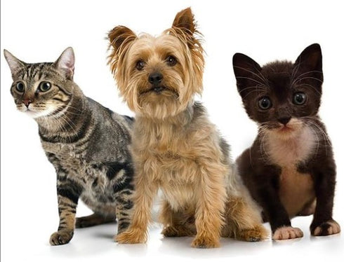 Small Dog or Cat Paws Off Pet Mat 4 Tiles - Clips Included