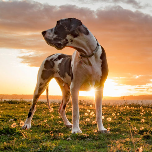 Huge Dog Paws Off Pet Mat 20 Tiles - Clips Included